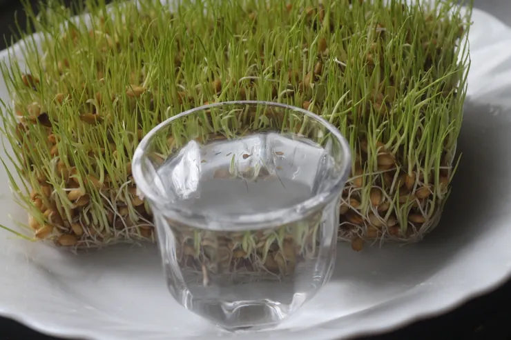 舉凡年老體弱或大病後，沒有食慾時或消化不良時，都可以飲用穀芽露來代替茶，以得到改善。