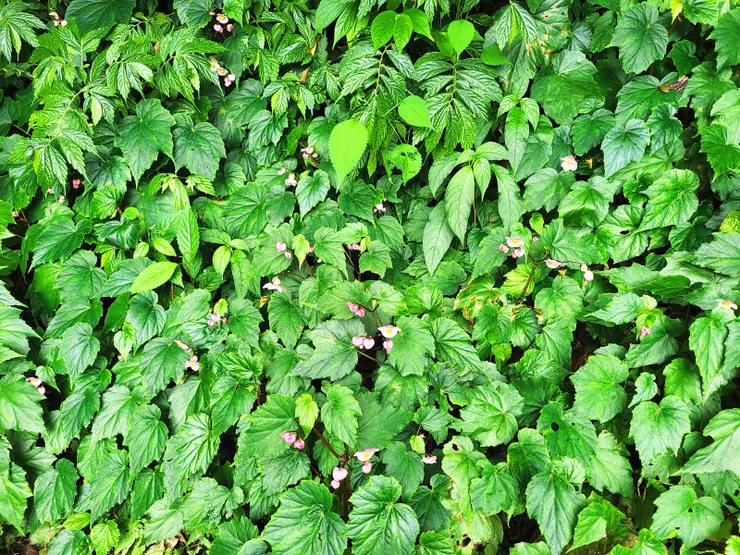 上次來沒注意，步道上居然有太魯閣秋海棠（已被歸為水腳鴨秋海棠），葉柄及莖吃起來有酸酸甜甜的味道，為野外解渴求生植物。