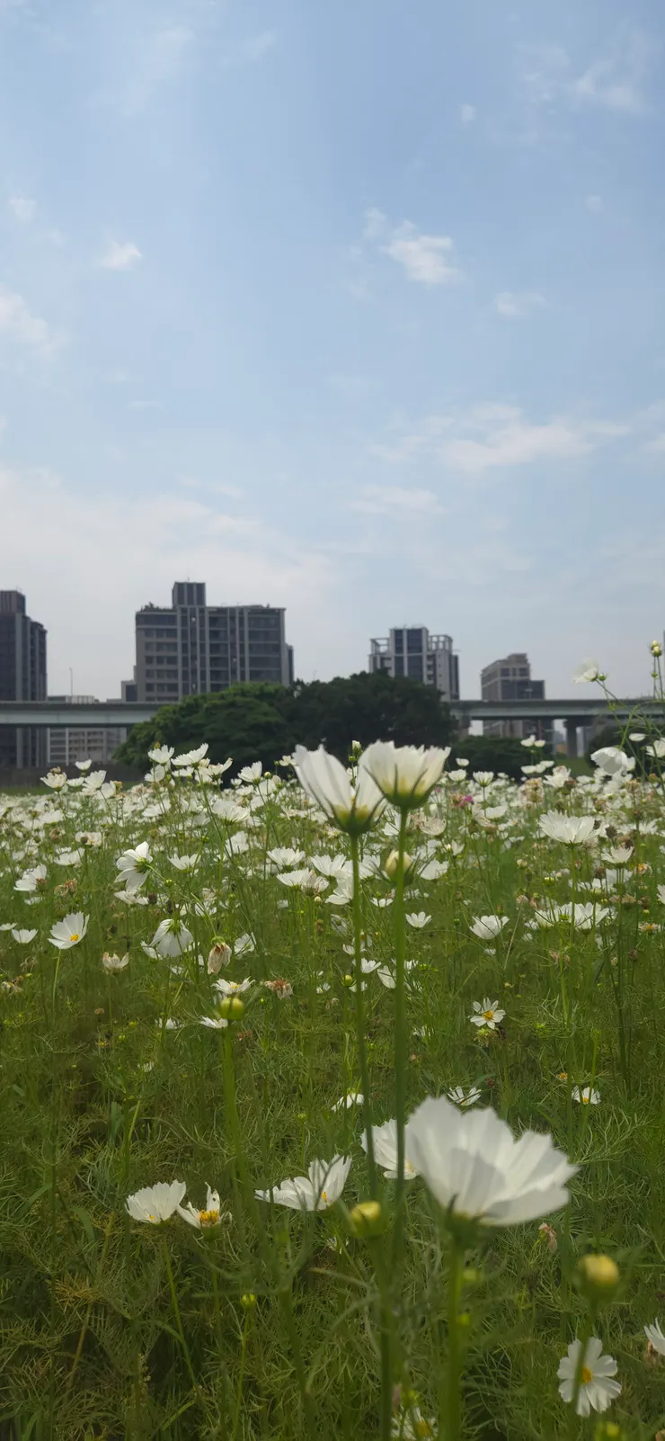 輕盈的波斯菊：白色與粉色的波斯菊在微風中顫動，它們最是纖細，卻也最能代表春天的溫柔。