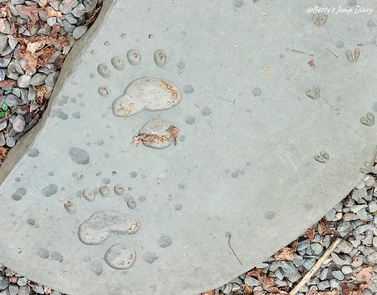 ▲台中「大雪山國家森林遊樂區」/圖片來源：Betty's Jump Diary