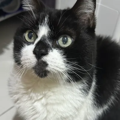 貓貓尋好物的沙龍