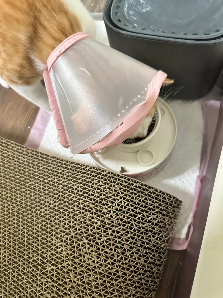 不只吃飯不方便，發現花生的平衡感似乎變得很差，走路搖搖晃晃、跳起來還會跌倒，可能是視野被限制+鬍鬚雷達被擋住的關係?!