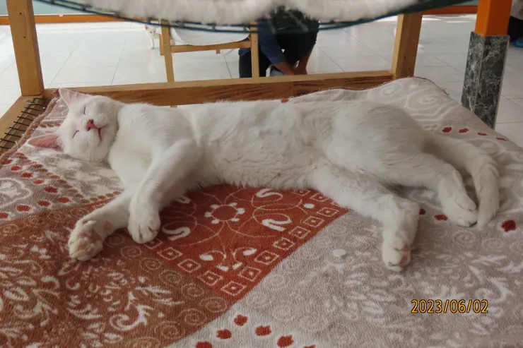 圖八: 儘管貓屋內吵吵鬧鬧的，這隻貓依然睡得很香甜。