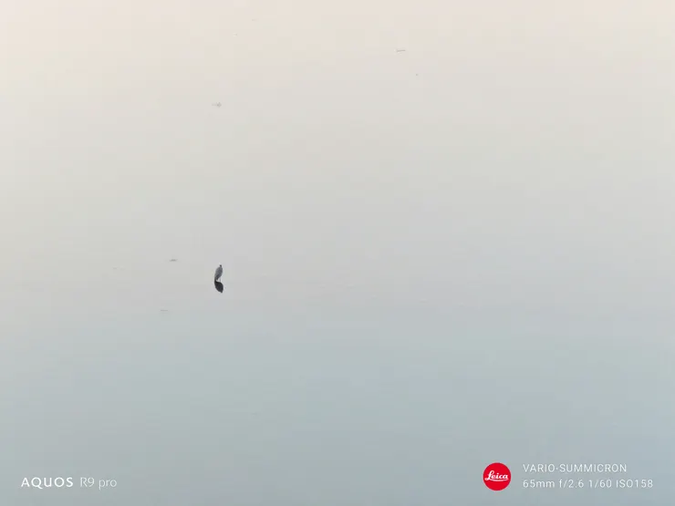 長焦鏡再放大,畫面中的蒼鷺清晰可見且水面仍有層次,畫質真的很不錯。