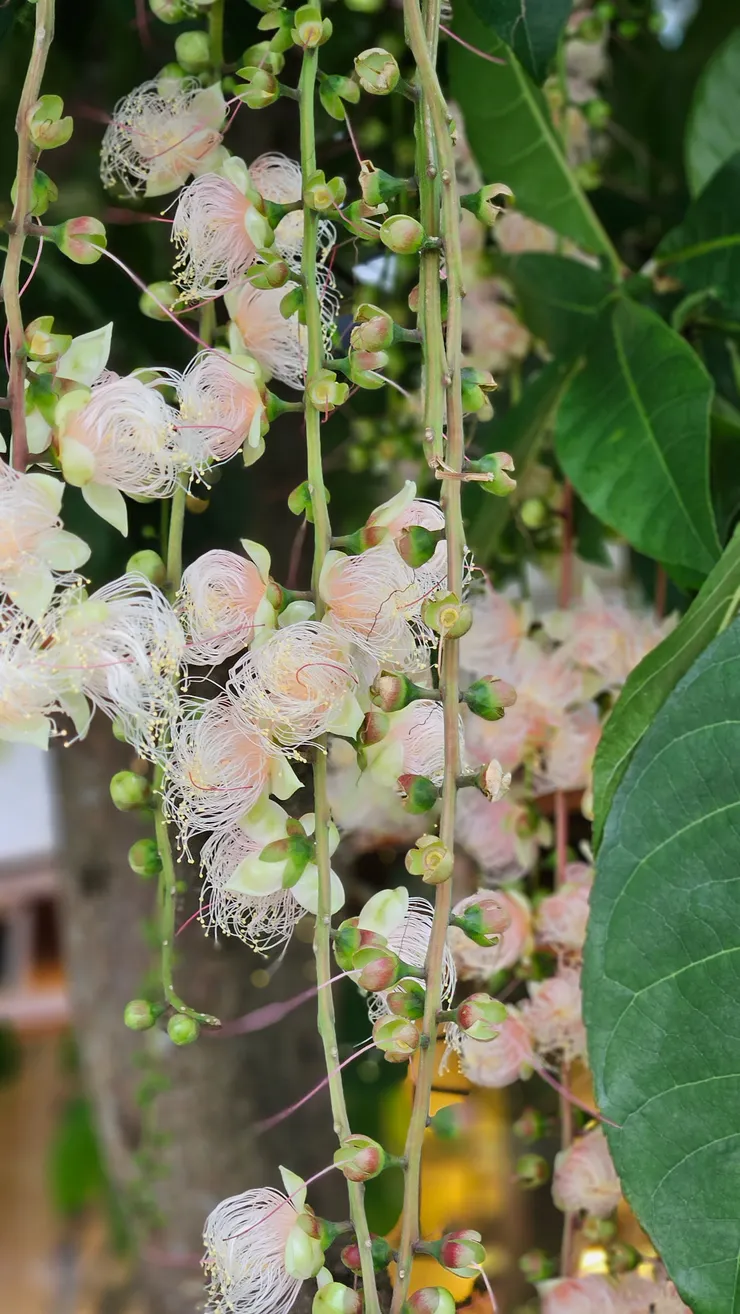 蕾絲般的蓓蕾初綻放