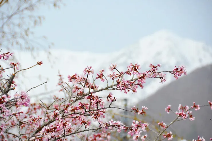 特別早春營運至5月6日,栂池自然公園將於6月6日開放