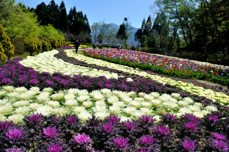 【葉牡丹璀璨成畦像滿地珠玉】