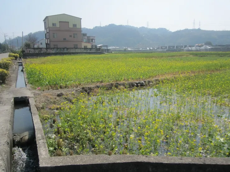 安眉路旁的田野景色