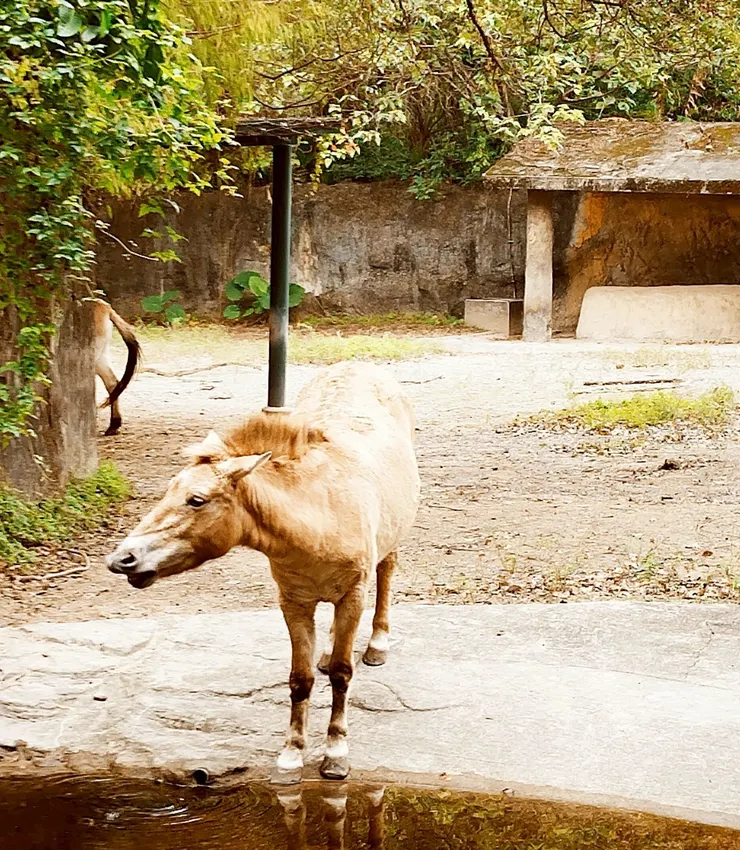 蒙古野馬 --- 恰好在喝水的野馬🐴