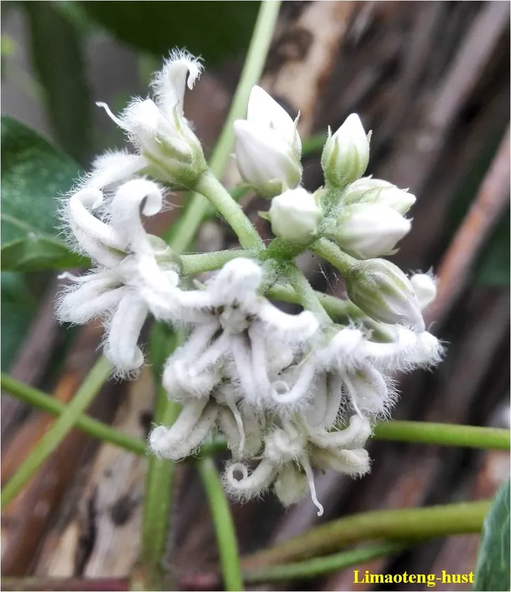 蘿藦(Metaplexis japonica)