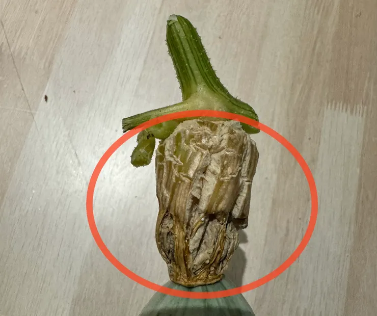 頭部已經木質化脆脆的就可以摘下來享用！