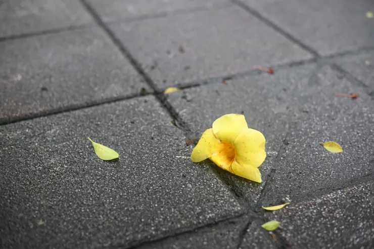 50mm F忘了 1/200s ISO 125 路上隨拍