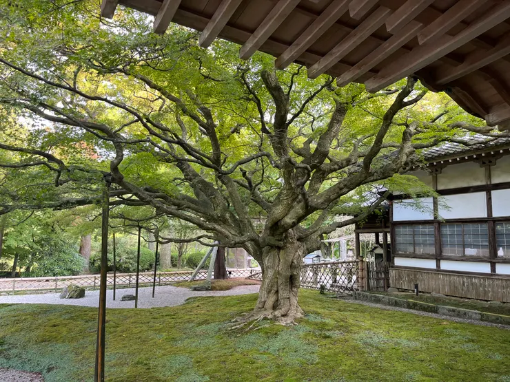 雷山 千如寺 大悲王院