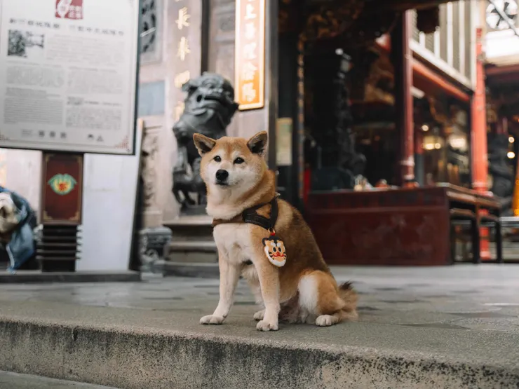 圖說：倍力寵物健康食品攜手新竹都城隍廟，首度推出虎爺加持的「毛孩平安符」，以Q版老虎頭為造型，萌度破表。（資料來源：倍力寵物健康食品）