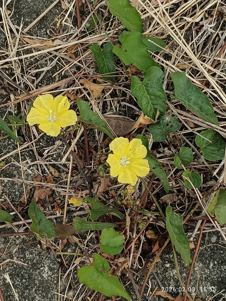 菜欒自是迎我來，皆自拍攝