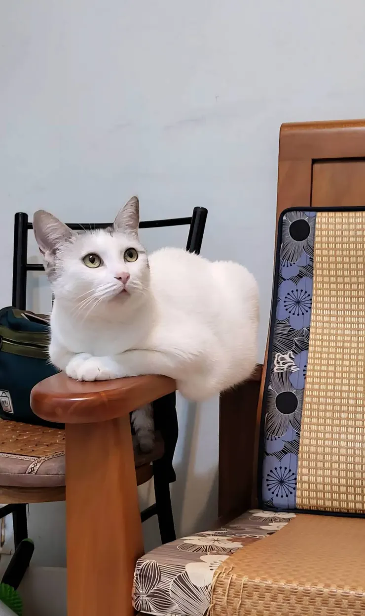 小白(李建崑攝影)