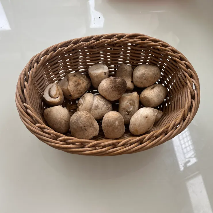 這次在市場買到的草菇長這樣