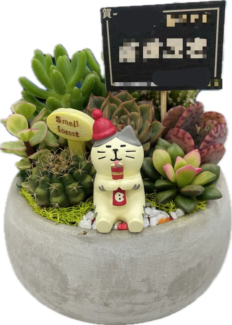 喜獲貴人相贈多肉盆栽