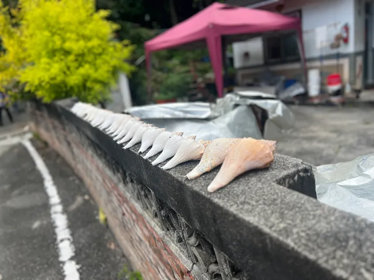 曬貝殼