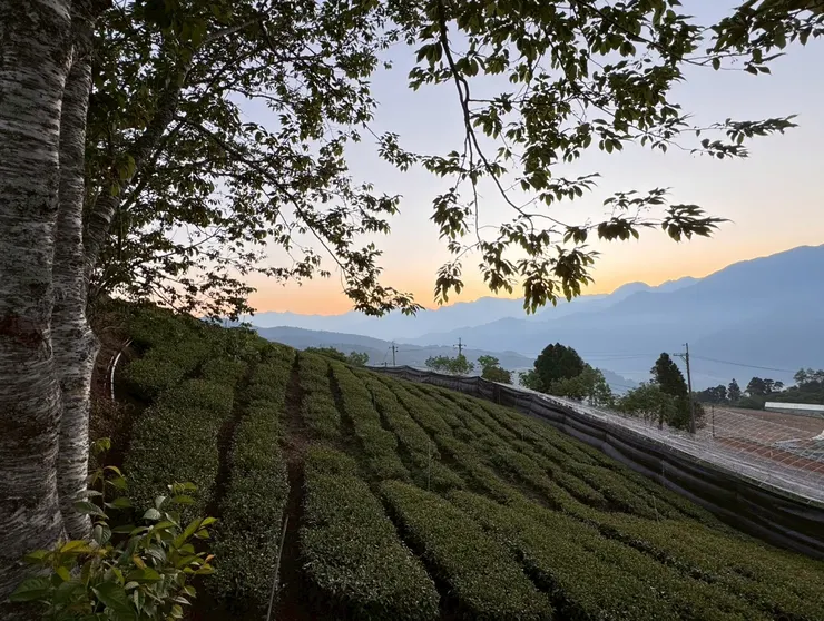 武界高山茶園:雲霧繚繞的茶之鄉