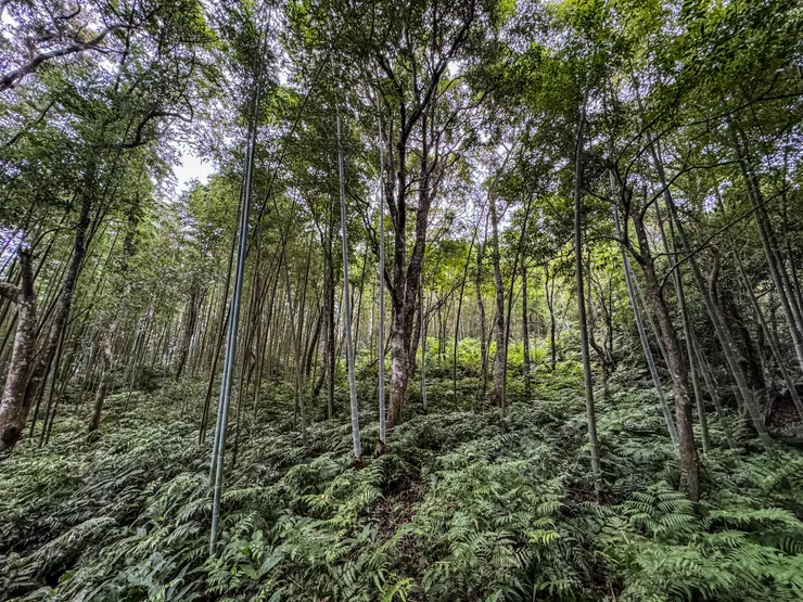 從金平山南峰到牌子山的路徑較原始,好讚!