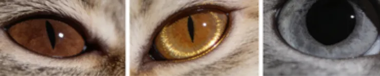 零誤差解讀貓咪微表情，讀懂瞳孔裡的摩斯密碼：當愛貓瞪大雙眼，是「深情告白」還是「壓力爆表」？