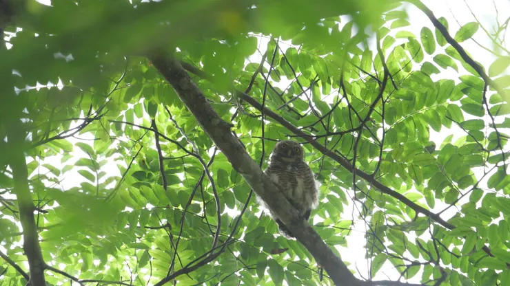 泰國的貓貓不太怕人