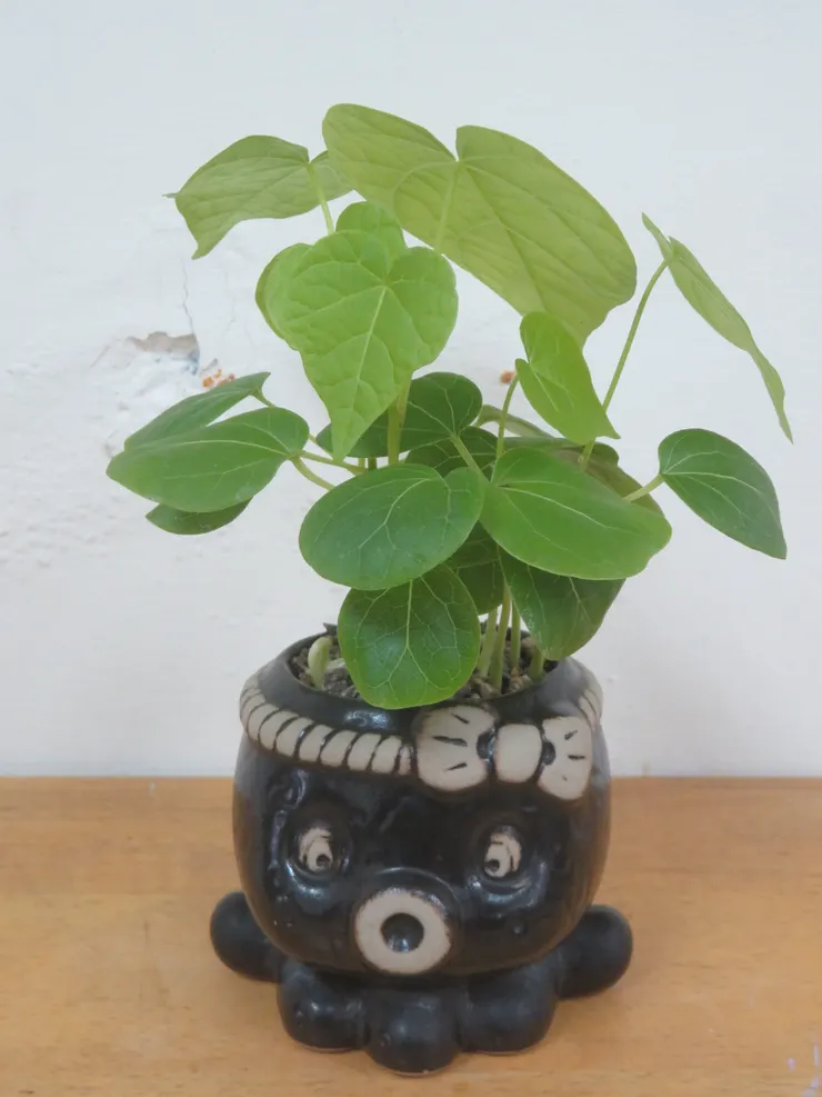 中正社大113.03.06