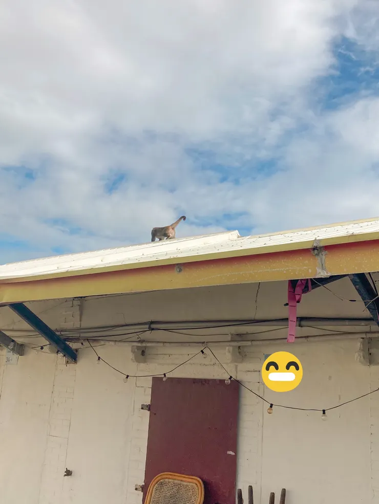 路過屋頂的猴子