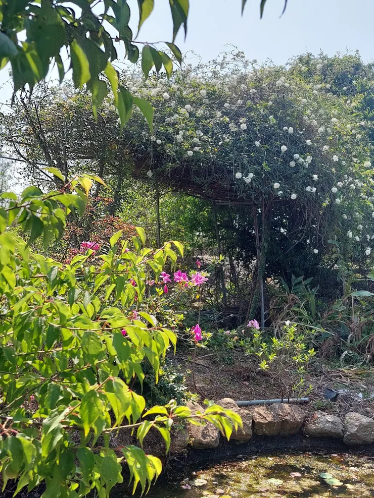 越是認識了荼蘼之美，越想要營造出宋人以荼蘼為架的空間之美