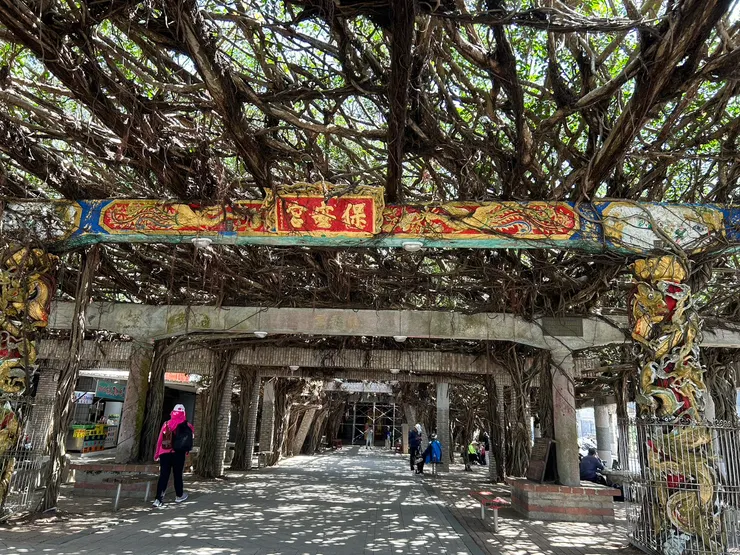 300年老榕樹，蔓延出95個枝節氣根...