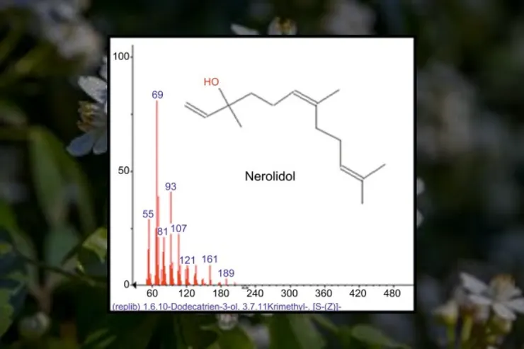 Nerolidol In subject area: Chemistry