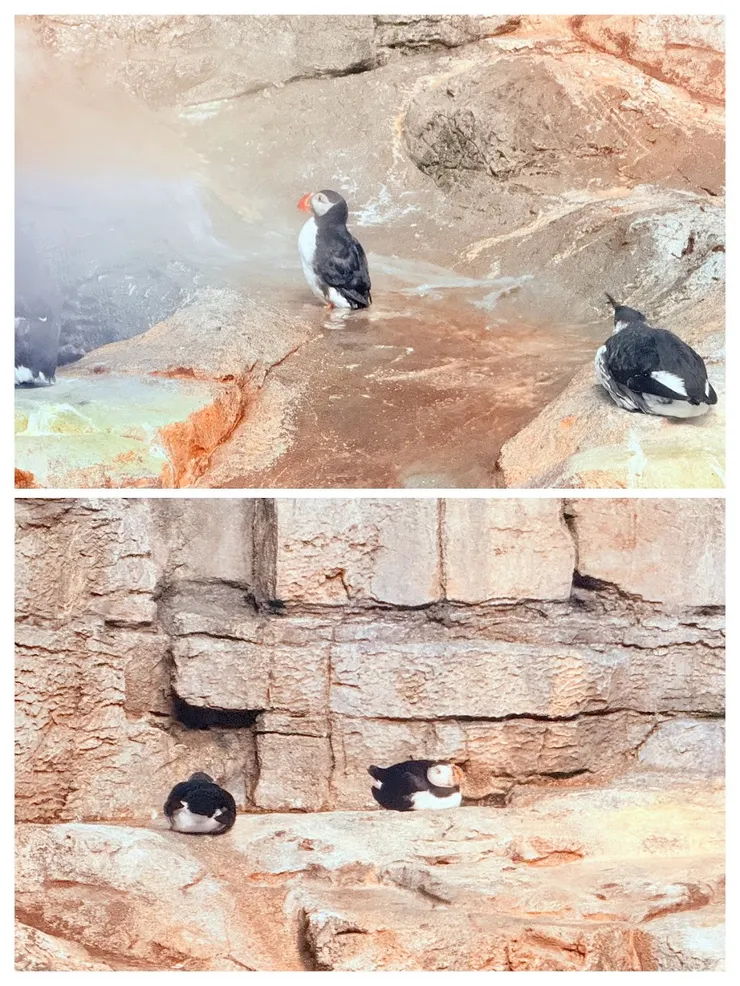 北極區海鸚