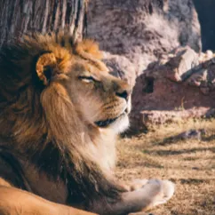 Leona in the Sun的沙龍