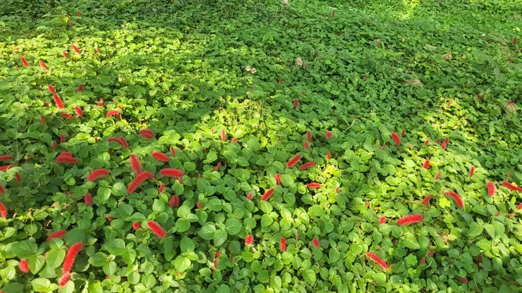 紅尾鐵莧(李建崑捨影)