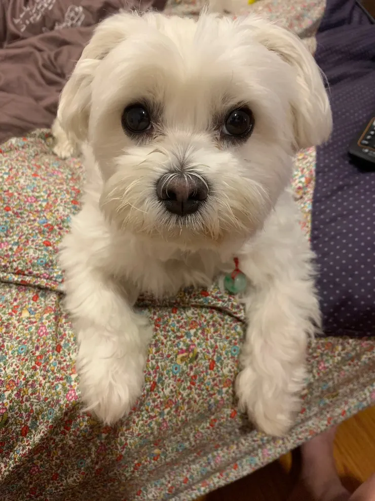 照片:弟弟媽媽提供