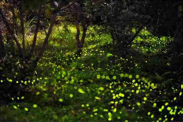 2022南投螢火蟲景點 ︱溪頭自然教育園區