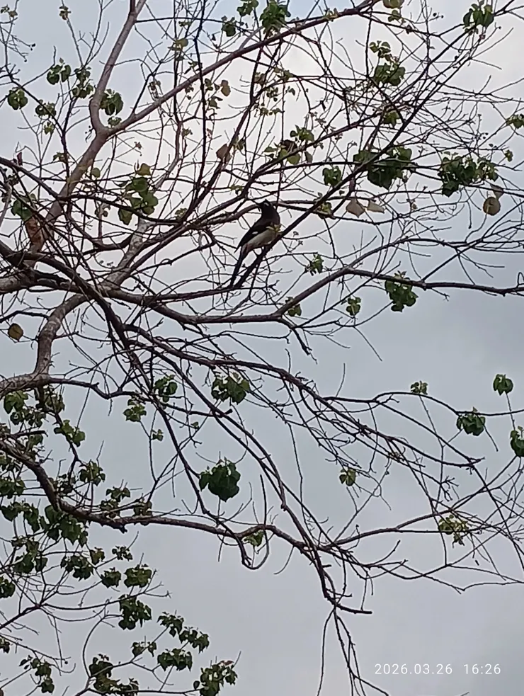 樹鵲悲鳴直上天（鵲鳥類含喜鵲其聲於鳥族中真不討喜）