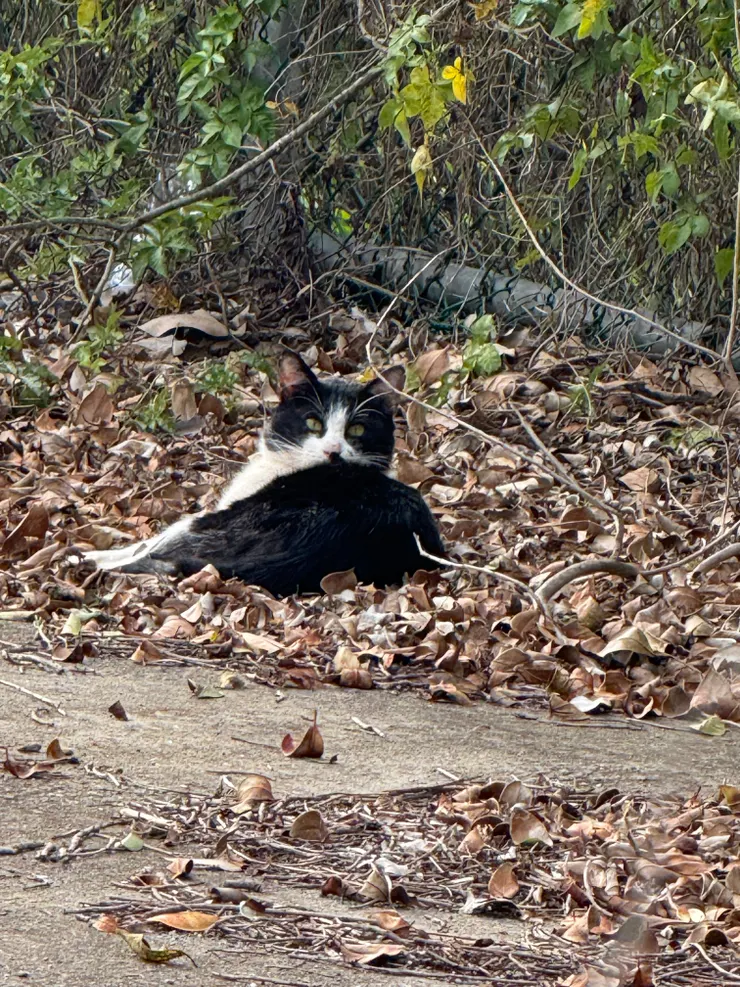 2026/01/26 散步看到的貓