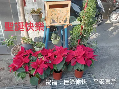 祝福大家:聖誕佳節愉快