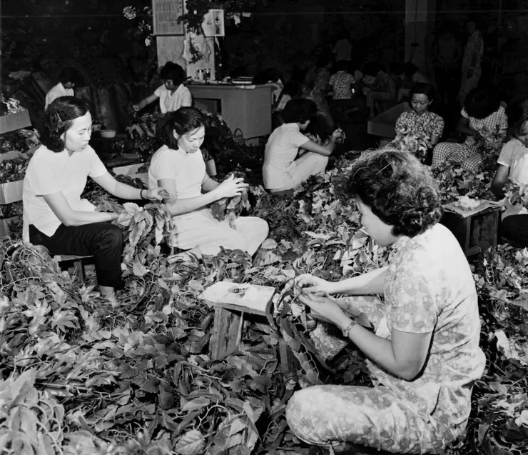 串膠花的老照片。原始政府網站網頁已經404