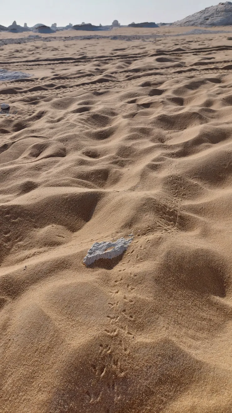 廣闊的沙漠中，糞金龜努力滾糞所留下的足跡