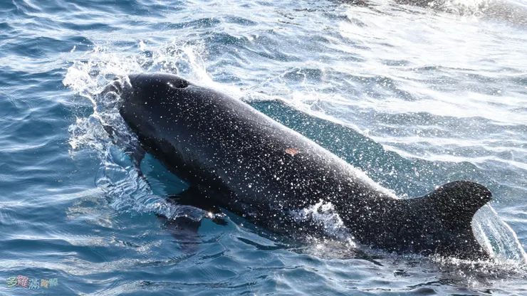 多羅滿賞鯨_文化幣