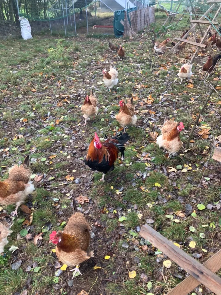 很親人的雞們