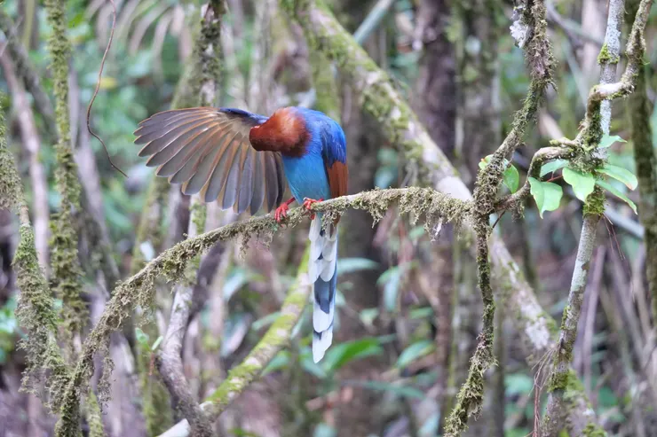 梳理好毛之後再讓別人拍