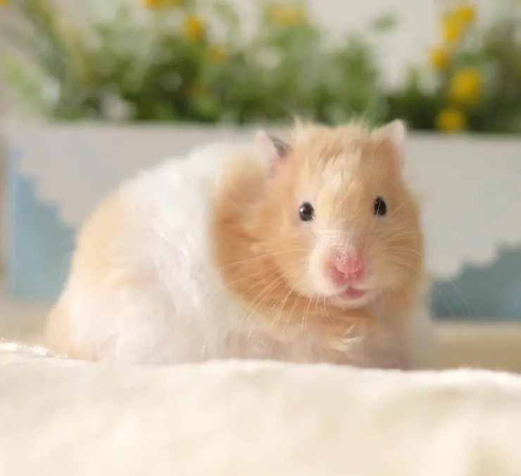 圖片來源:instagram(nanako513)