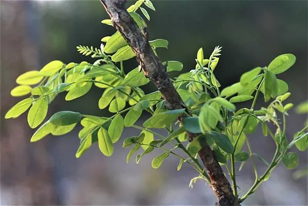 原產於中國的槐樹：國槐 春天發的嫩葉最適合做槐葉冷淘(古人的翡翠涼麵)。大詩人杜甫曾寫過一首同名詩來歌頌。