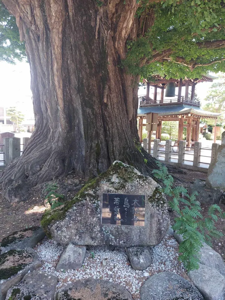 千年大銀杏樹，近看感覺更壯觀