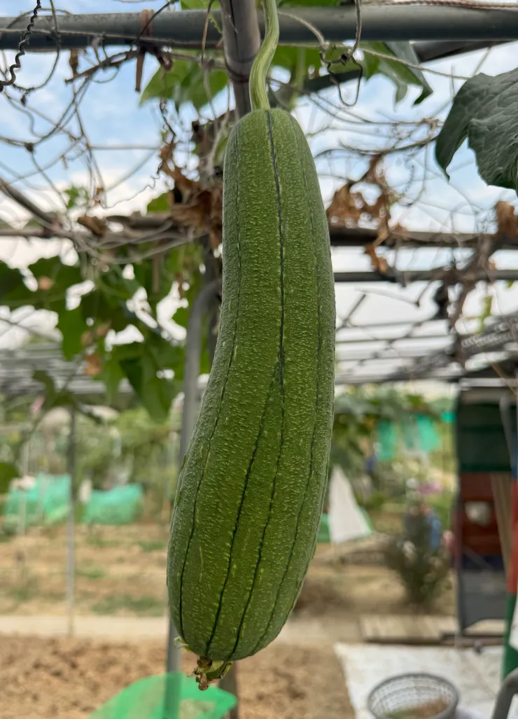 長大後的絲瓜，頭好壯壯，讓我們一起幫絲瓜哥哥掌聲鼓勵!