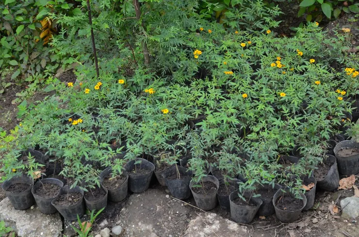 芳香萬壽菊扦插苗圃